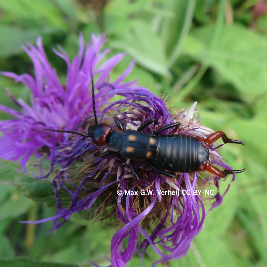 Anechura bipunctata © M.G.W.Verheji