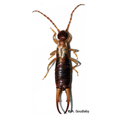 Apterygida albipennis © A.Goudiaby