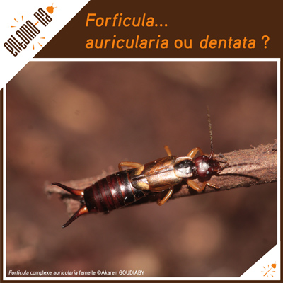 {Forficula complexe auricularia}