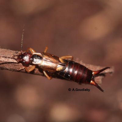 Forficula auricularia © A.Goudiaby