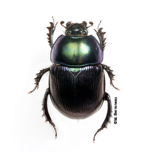 Geotrupes mutator-©M. Berroneau