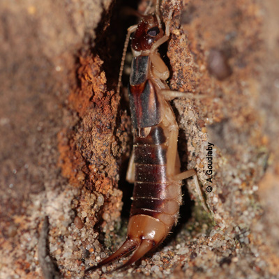 Labidura riparia © A.Goudiaby