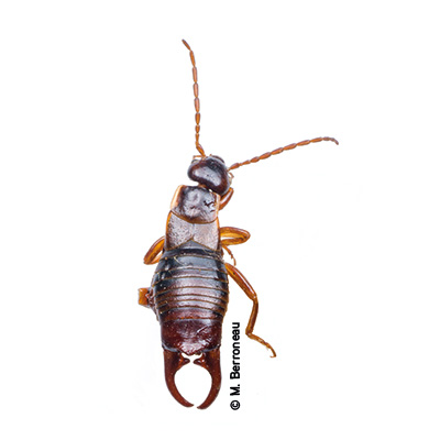 Pseudochelidura minor © G.Hoderbert