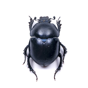 Trypocopris vernalis-©M. Berroneau