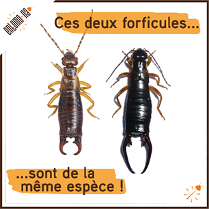 {deux formes deux Pseudochelidura}