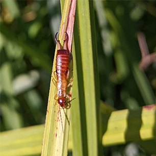 {Guanchia pubescens}